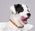 Load image into Gallery viewer, Amber Flea Collars for Dogs & Cats with Adjustable Leather Belt
