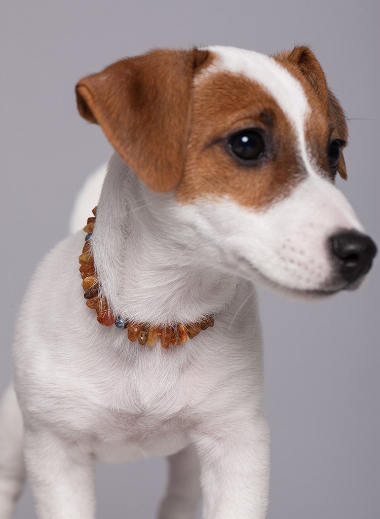 Amber Collar for Dogs & Cats with Safety Screw Clasp - Baltic Secret