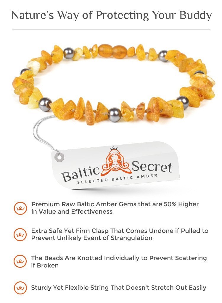 Amber Collar for Dogs & Cats with Safety Screw Clasp - Baltic Secret