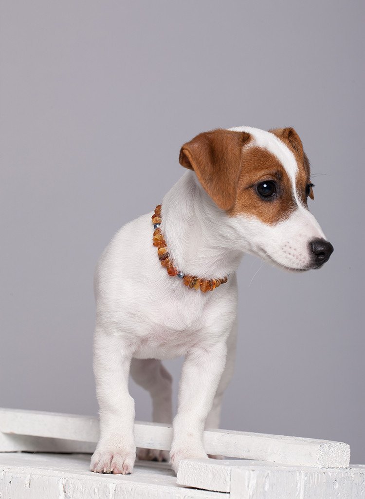 Amber Collar for Dogs & Cats with Safety Screw Clasp - Baltic Secret