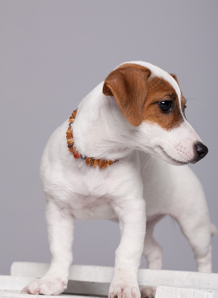 Amber Collar for Dogs & Cats with Safety Screw Clasp - Baltic Secret