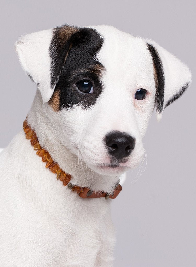 Amber Collars for Dogs & Cats with EM Ceramic and Leather Belt - Baltic Secret