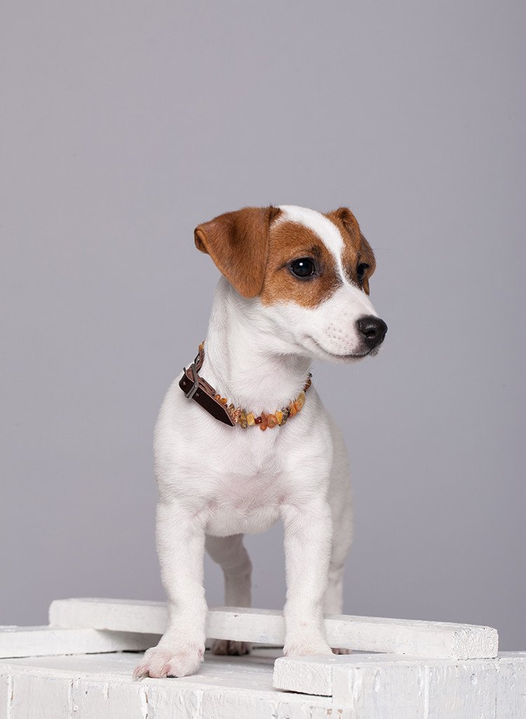 Amber Flea Collars for Dogs & Cats with Adjustable Leather Belt - Baltic Secret