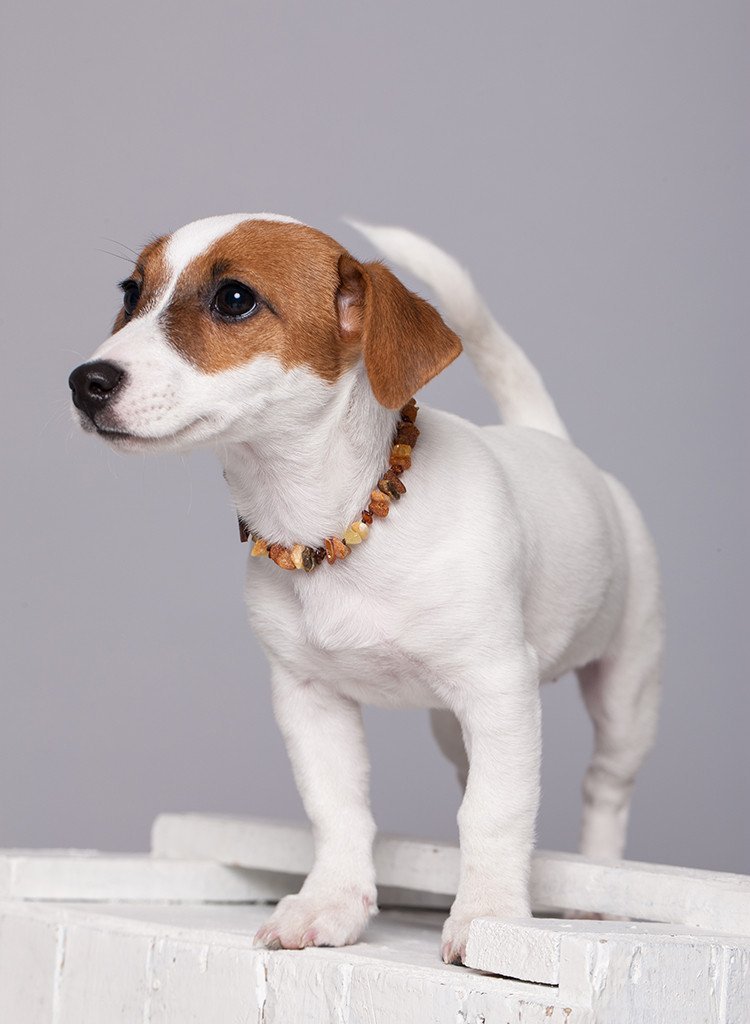 Amber Flea Collars for Dogs & Cats with Adjustable Leather Belt - Baltic Secret