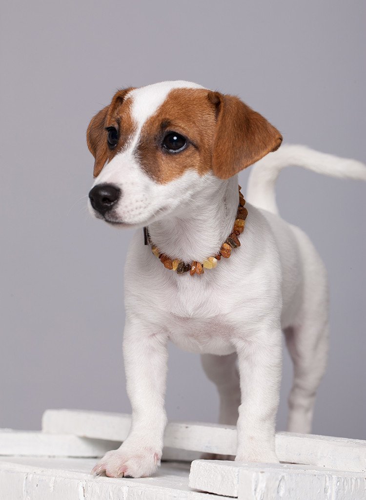 Amber Flea Collars for Dogs & Cats with Adjustable Leather Belt - Baltic Secret