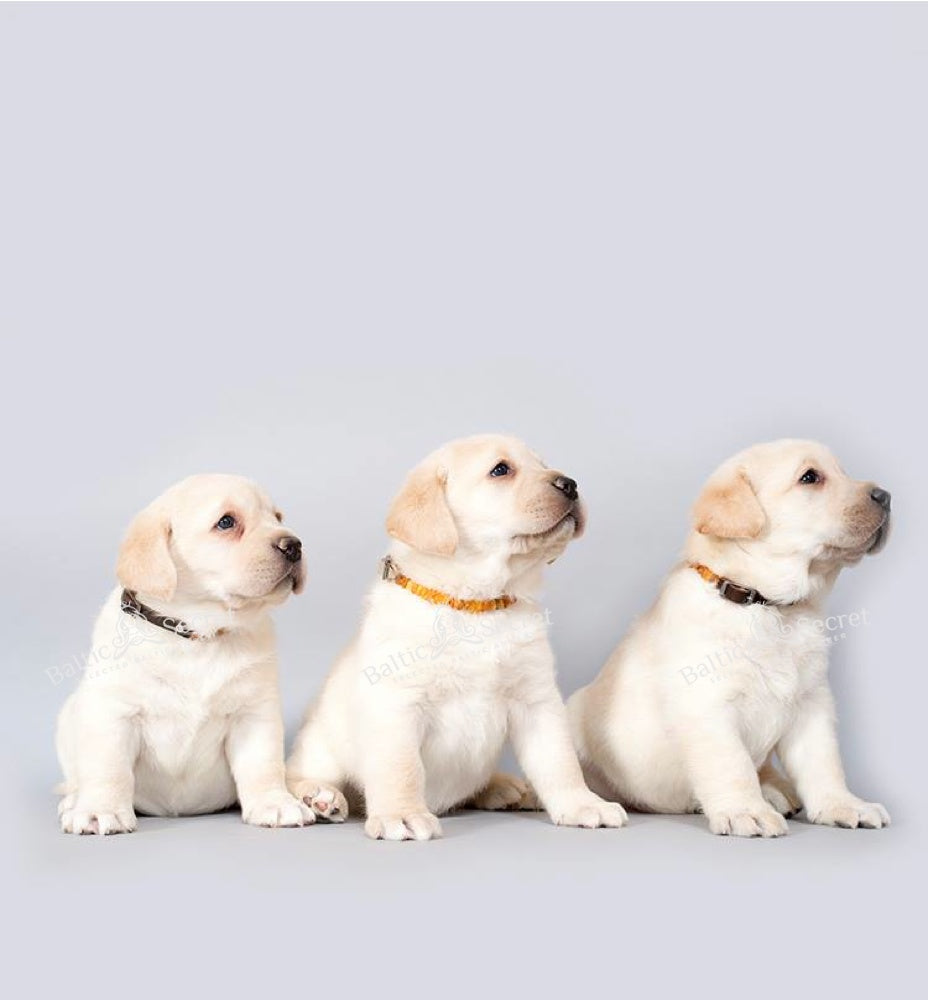 Amber flea and tick collar for dogs outlet