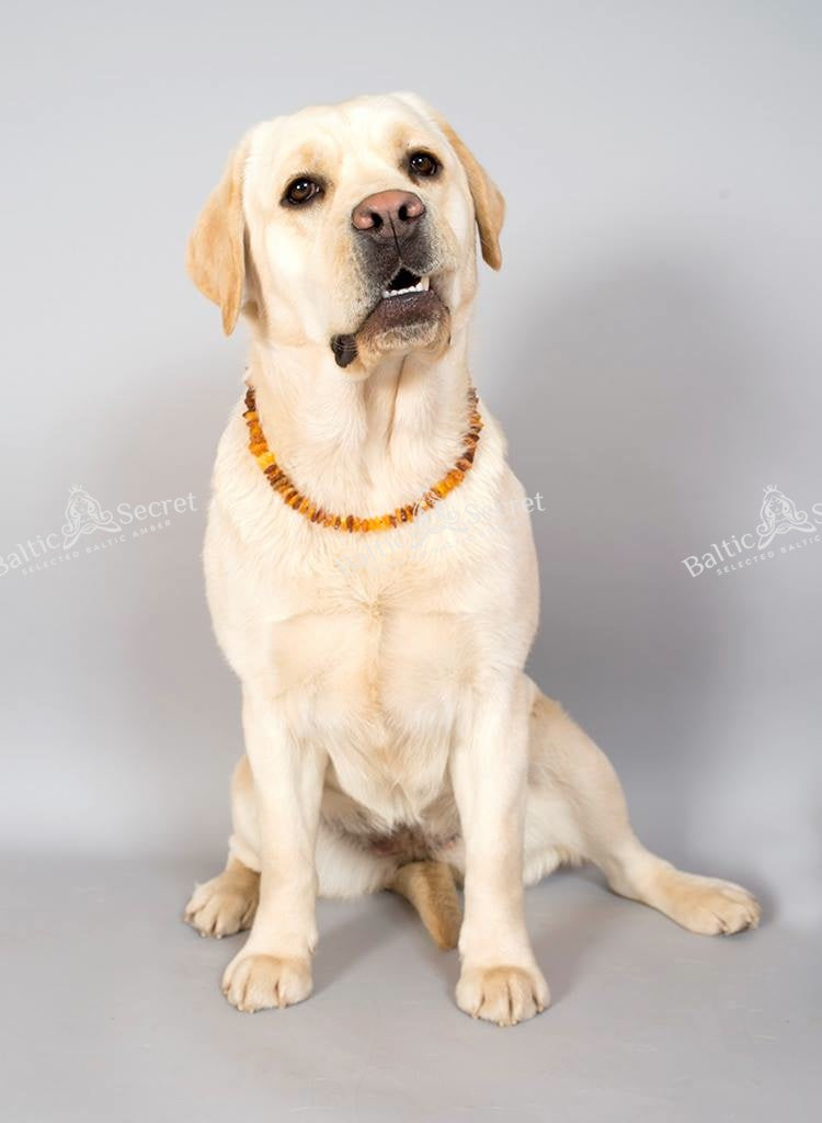 Amber Collar for Dogs & Cats with Safety Clasp