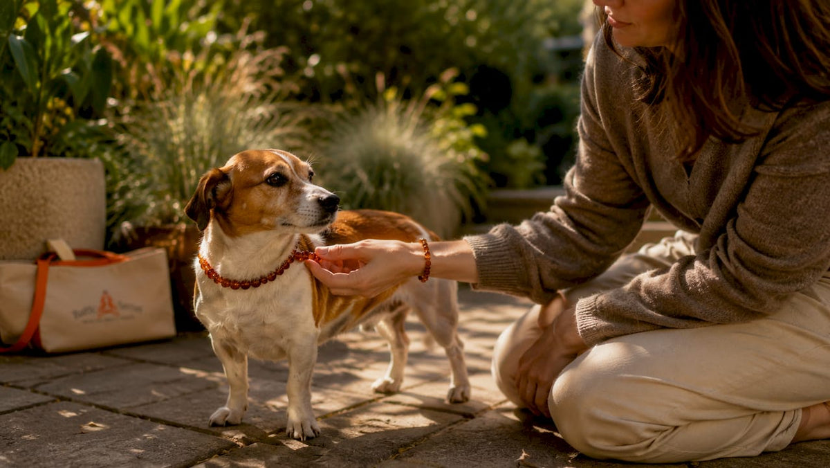 Dog wearing Baltic amber collar outdoors with owner