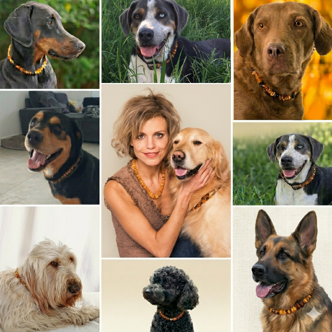Amber Collar for Dogs and Ticks — What Actually Happens After 3 Weeks of Wearing
