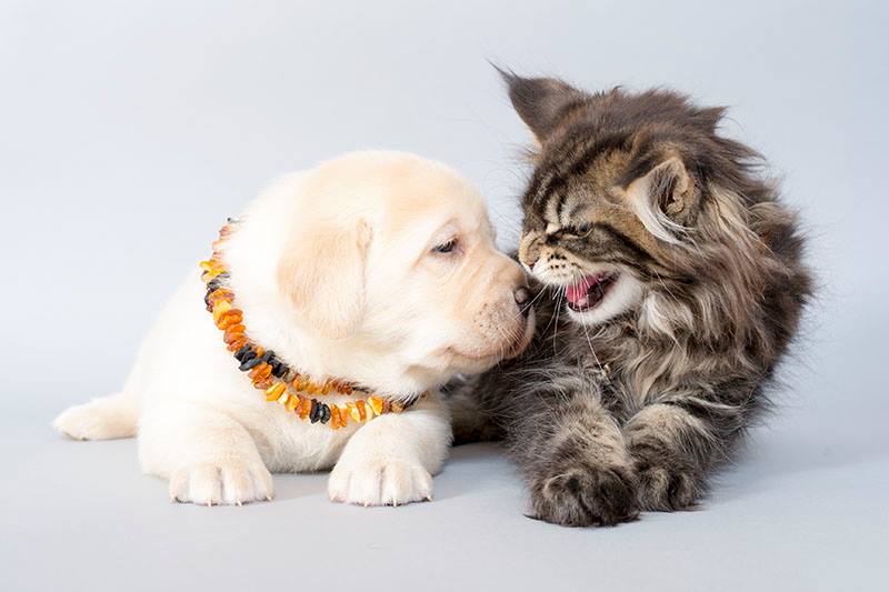 Monitoring Pet Amber Collar Wear: A Pet Owner's Guide