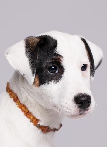 Why amber flea collars are an important purchase | Baltic Secret
