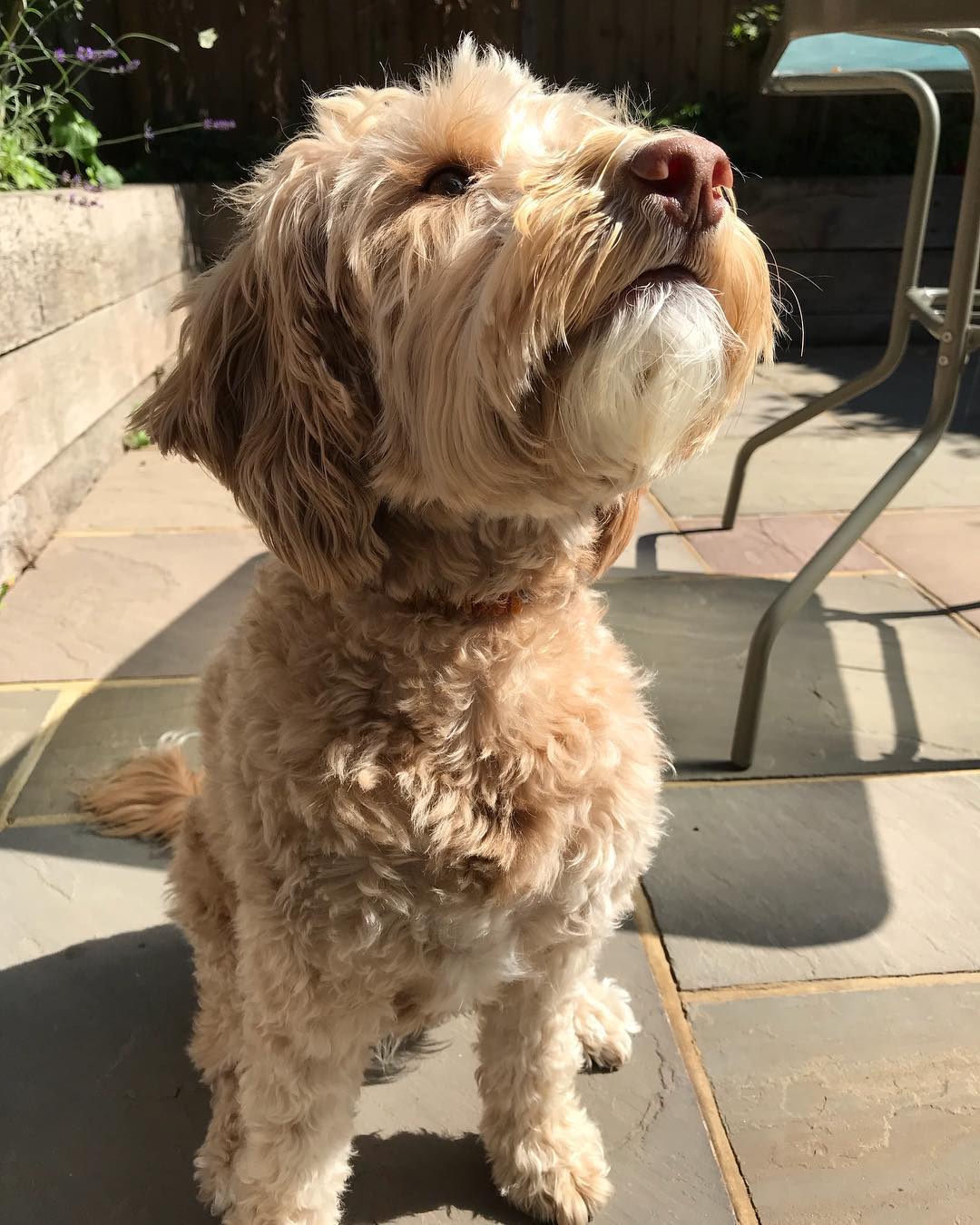 Amber Collars for Dogs & Cats with EM Ceramic and Leather Belt