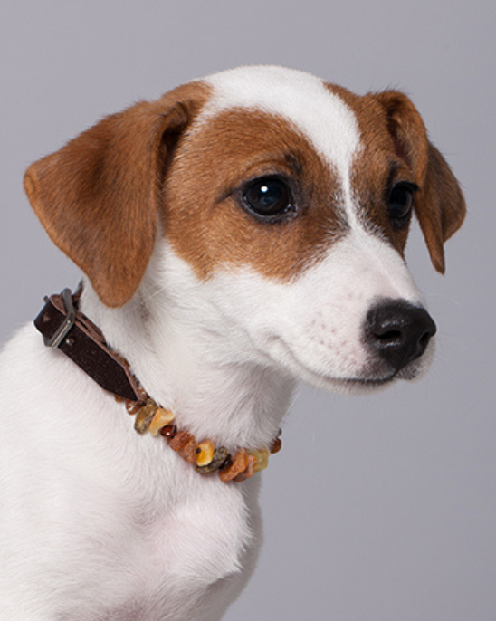 Brown Leather Amber Collar for Dogs & Cats