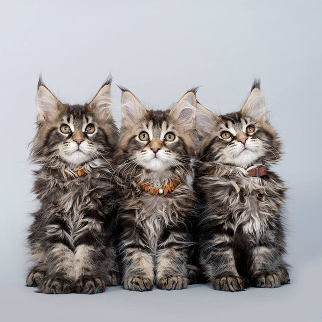 Amber Collar for Dogs & Cats with Safety Screw Clasp