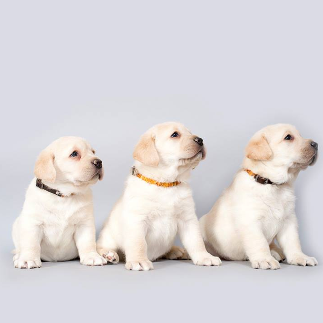 Brown Leather Amber Collar for Dogs & Cats