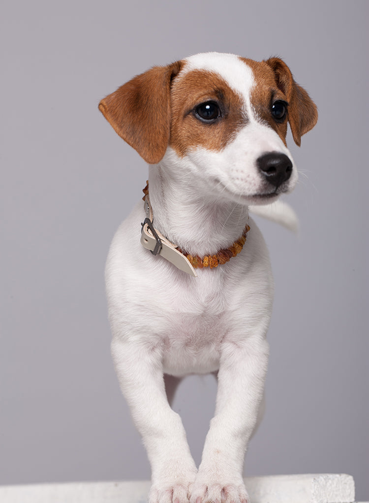 Graues Leder Bernstein Halsband für Hunde & Katzen