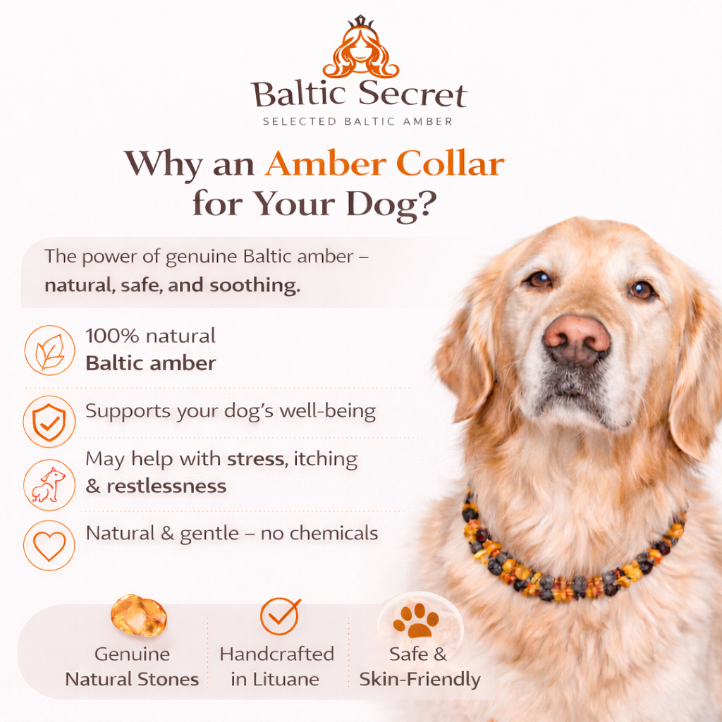 Graues Leder Bernstein Halsband für Hunde & Katzen
