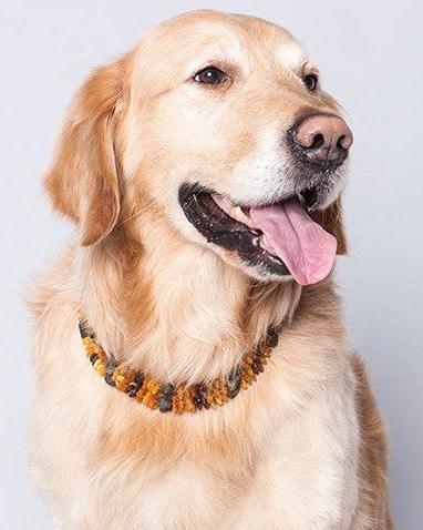Bernsteinhalsband für Hunde mit Drehverschluss - Handarbeit aus 100 % roh Bernstein I Amber Dog Collar with Screw Clasp - Handmade from 100% Raw Baltic Amber