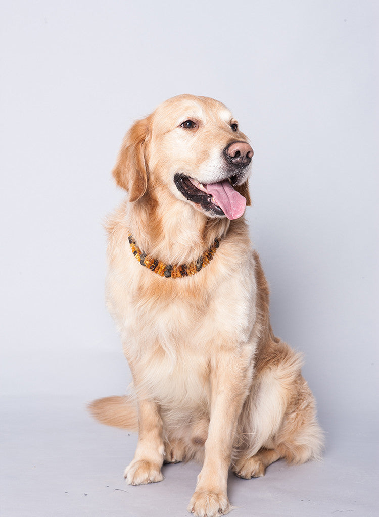 Amber Collar for Dogs & Cats with Safety Screw Clasp / Natural Flea & Tick Prevention and Control - Baltic Secret