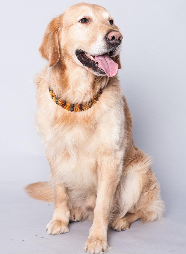 Amber Collar for Dogs & Cats with Safety Screw Clasp / Natural Flea & Tick Prevention and Control - Baltic Secret