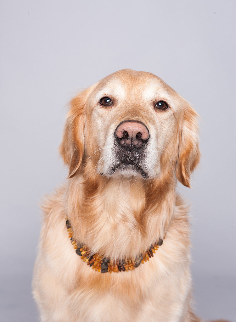 Amber Collar for Dogs & Cats with Safety Screw Clasp / Natural Flea & Tick Prevention and Control - Baltic Secret