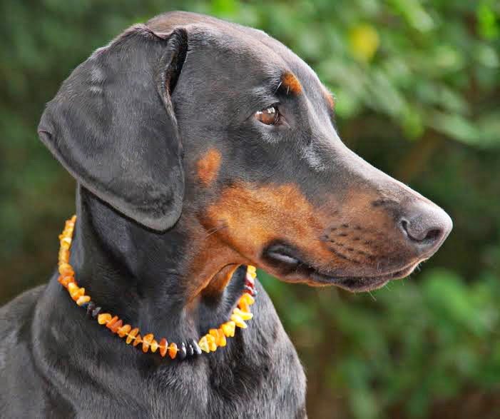 Amber Collar for Dogs Cats Natural Tick Treatment