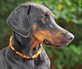 Load image into Gallery viewer, Amber Collar for Dogs & Cats Natural Tick Treatment - Baltic Secret
