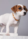 Bild in Galerie-Betrachter laden, Amber Collar for Dogs & Cats with Safety Screw Clasp - Baltic Secret

