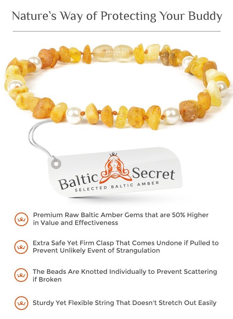 Amber Collar for Dogs & Cats with Safety Screw Clasp - Baltic Secret