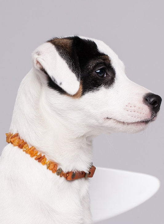 Amber Collars for Dogs & Cats with Adjustable Orange Leather Belt - Baltic Secret