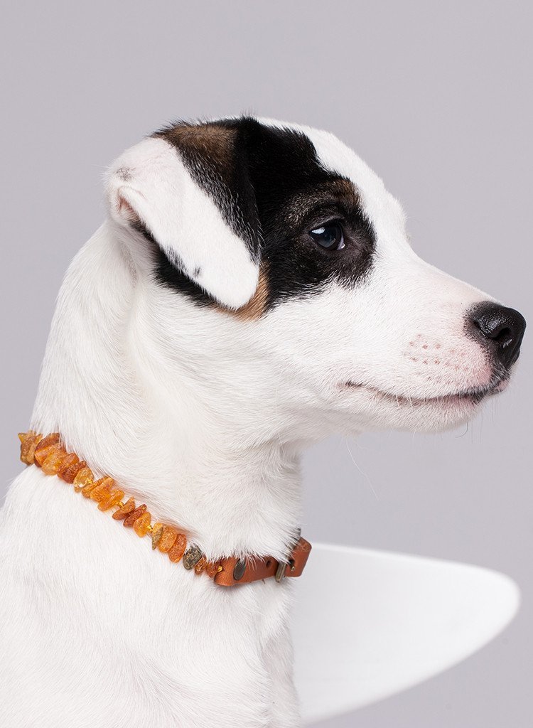 Louis Vuitton Dog Collar & Leash Set w/Box Excellent F/S