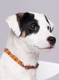 Load image into Gallery viewer, Amber Collars for Dogs & Cats with Adjustable Orange Leather Belt - Baltic Secret
