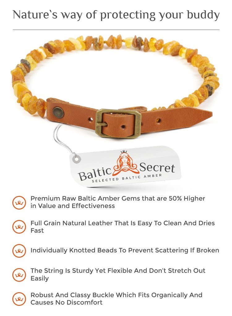 Amber Collar for Dogs Cats with Adjustable Leather Belt Baltic Secret