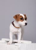 Bild in Galerie-Betrachter laden, Amber Flea Collars for Dogs & Cats with Adjustable Leather Belt - Baltic Secret
