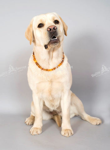 Amber Zoo dog collar white